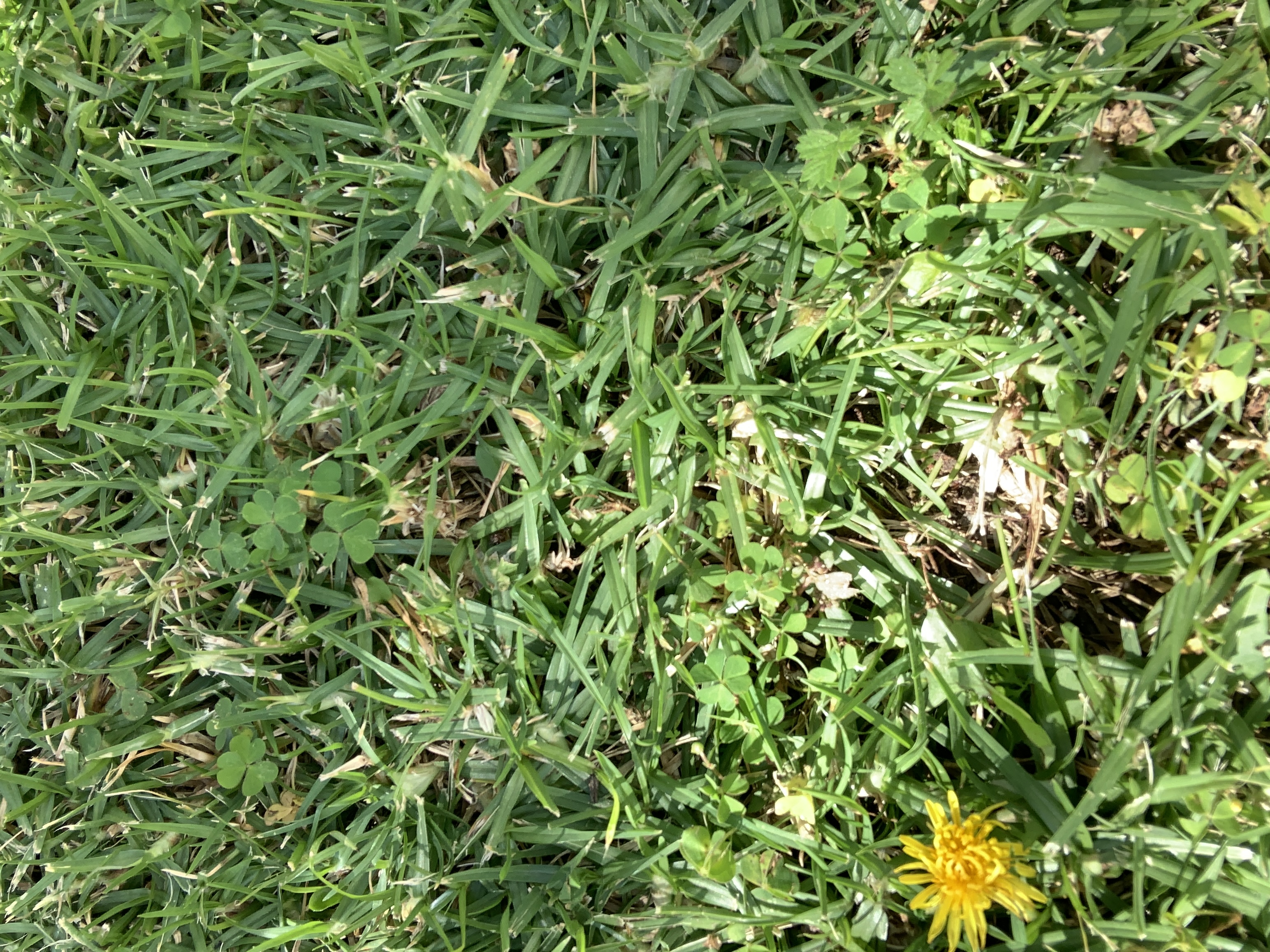 Small dandelion flower in the grass